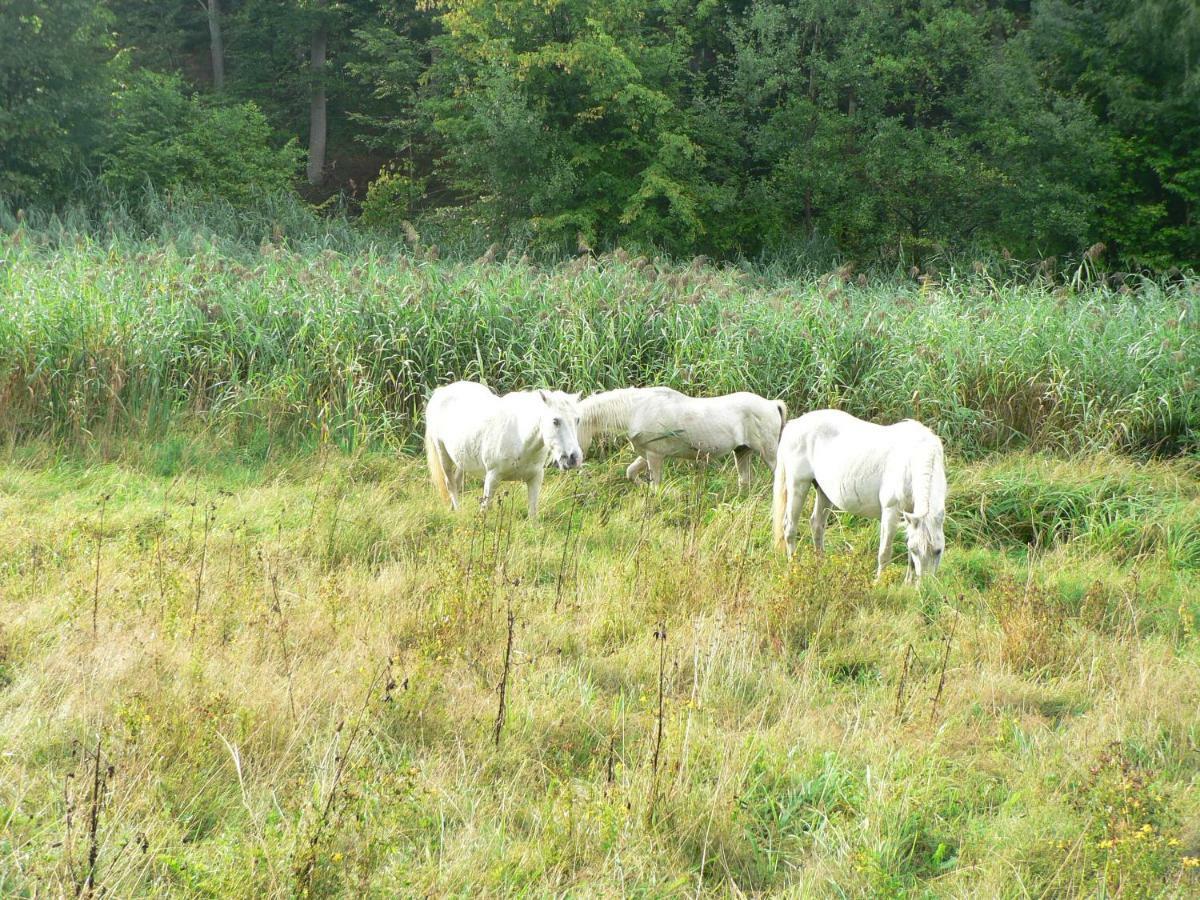 Gaestehaus Cheval Blanc Lorch am Rhein Esterno foto